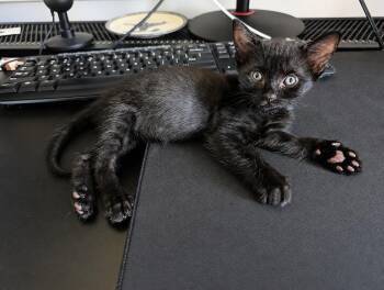 Bluebell -  Domestic Short Hair Cat for Adoption in West Hollywood, California - Bluebell | PetCurious