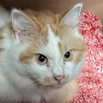 Rescue Domestic Long Hair Cats for Adoption in Minneapolis, Minnesota - Coconut | PetCurious