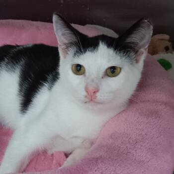 Rescue Domestic Short Hair Cats for Adoption in Jupiter, Florida - Venice | PetCurious