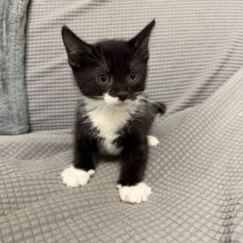 Cobweb -  Domestic Short Hair Cat for Adoption in Buffalo, Minnesota - Cobweb | PetCurious