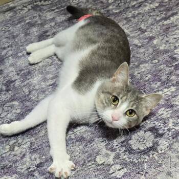 Oscar -  Domestic Short Hair Cat for Adoption in Belleville, Illinois - Oscar | PetCurious