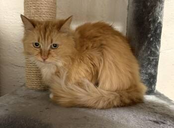 Mimi -  Domestic Long Hair Cat Available for Adoption in Carson City, Nevada - Mimi | PetCurious