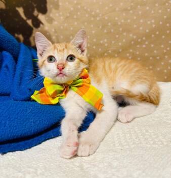 Rachel -  Domestic Short Hair Cat for Adoption in Groveland, Massachusetts - Rachel | PetCurious
