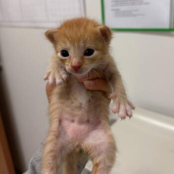 Wesley W2 -  Domestic Short Hair Cat for Adoption in Edinburg, Texas - Wesley W2 | PetCurious