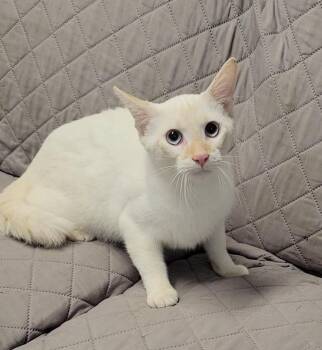 LOBSTER -  Siamese Cat for Adoption in Sandusky, Ohio - LOBSTER | PetCurious
