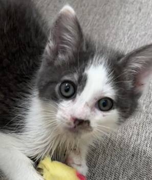 Domestic Short Hair Cats Available for Adoption in Vancouver, Washington - Birdie | PetCurious