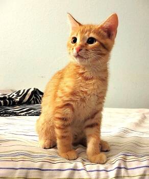 Domestic Short Hair Cats Available for Adoption - Charlie | PetCurious