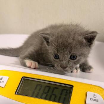 Hyacinth -  Domestic Short Hair Cat for Adoption in Tampa, Florida - Hyacinth | PetCurious