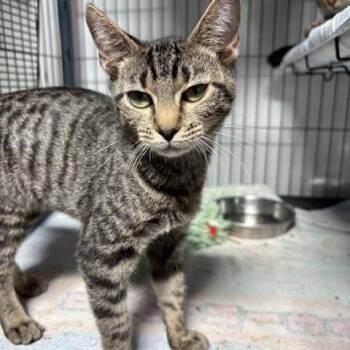 Rescue Tabby Cats for Adoption - Albus | PetCurious