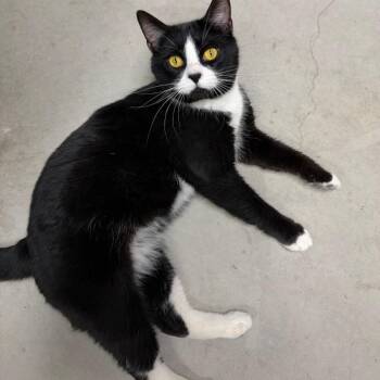 Domestic Medium Hair Cats Available for Adoption in Moses Lake, Washington - Tuck | PetCurious