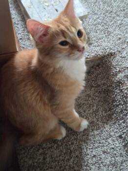 Charley -  Domestic Medium Hair Cat for Adoption in Adrian, Michigan - Charley | PetCurious