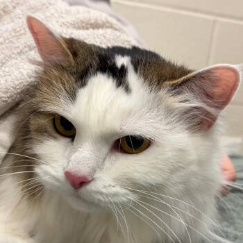 Domestic Long Hair Cats Available for Adoption in Murray, Utah - Stormi | PetCurious