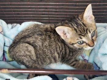 Domestic Short Hair Cats Available for Adoption in San Antonio, Texas - ROCKO | PetCurious