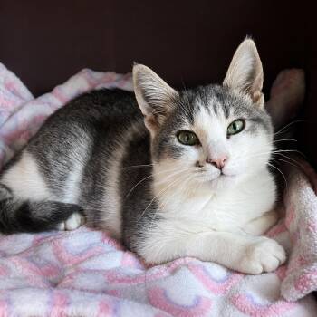 Geoffrey -  Domestic Short Hair Cat for Adoption in Pontiac, Michigan - Geoffrey | PetCurious