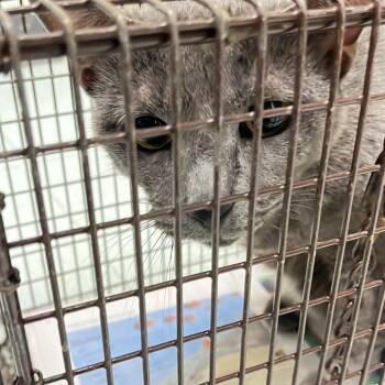Russia -  Domestic Short Hair Cat for Adoption in Philadelphia, Pennsylvania - Russia | PetCurious
