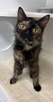Domestic Medium Hair Cats Available for Adoption in Rochester, Indiana - Tessa | PetCurious