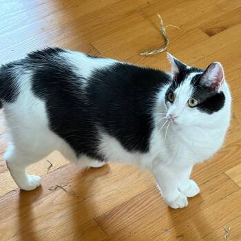 Ace -  Domestic Short Hair Cat for Adoption in Lynchburg, Virginia - Ace | PetCurious