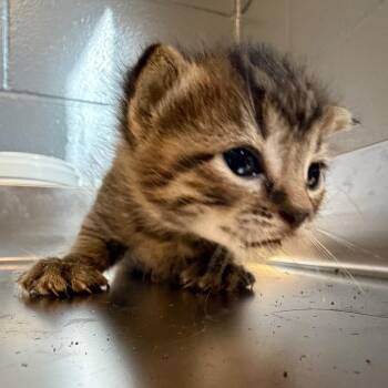 Princess -  Domestic Short Hair Cat for Adoption in Tuscaloosa, Alabama - Princess | PetCurious