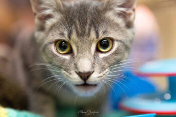 Rescue Tabby Cats for Adoption in Georgina, Ontario - Marble | PetCurious