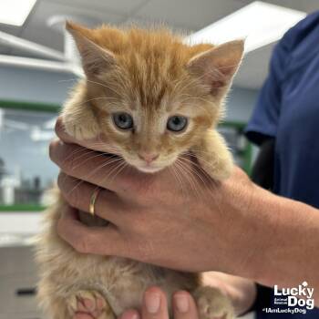 Domestic Short Hair Cats Available for Adoption in Washington, District Of Columbia - My Macintosh | PetCurious