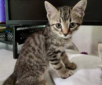 Stuart (pre adopt) -  Domestic Short Hair Cat for Adoption in Fort Worth, Texas - Stuart (pre Adopt) | PetCurious