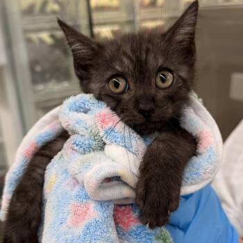 Domestic Medium Hair Cats Available for Adoption in West Palm Beach, Florida - Popcorn | PetCurious