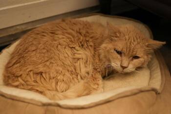 Domestic Long Hair Cats Available for Adoption - Ramsey  | PetCurious