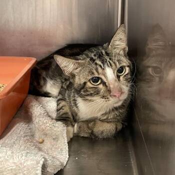 1140-C26 -  Domestic Short Hair Cat for Adoption in Port Charlotte, Florida - 1140-C26 | PetCurious