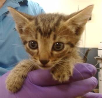 Domestic Short Hair Cats Available for Adoption in Doral, Florida - SUNNY | PetCurious