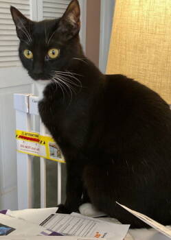 Rescue Domestic Short Hair Cats for Adoption in Rockaway, New Jersey - Patita | PetCurious