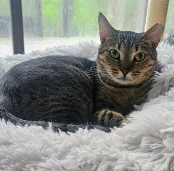Nancy Drew -  Domestic Short Hair Cat for Adoption in Tampa, Florida - Nancy Drew | PetCurious
