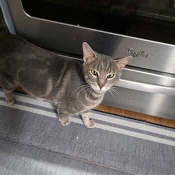 Domestic Short Hair Cats Available for Adoption in Gainesville, Florida - Dolma | PetCurious