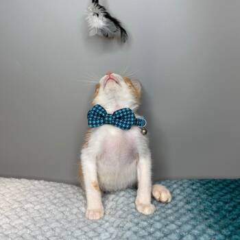 Orange Blossom -  Domestic Short Hair Cat for Adoption in San Antonio, Texas - Orange Blossom | PetCurious