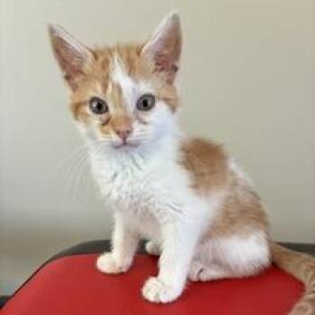 Dreamsicle -  Domestic Short Hair Cat for Adoption in Greensboro, Georgia - Dreamsicle | PetCurious