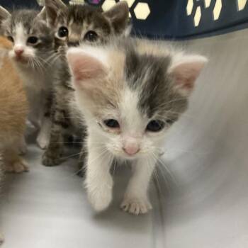 Los Angeles -  Domestic Short Hair Cat for Adoption in Galveston, Texas - Los Angeles | PetCurious