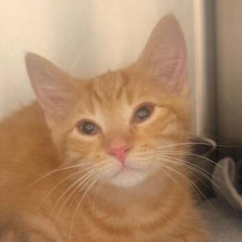 Doug Dimmadome -  Domestic Short Hair Cat for Adoption in Winston-salem, North Carolina - Doug Dimmadome | PetCurious