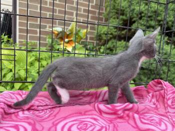 Rescue Domestic Short Hair Cats for Adoption in Atwater, Ohio - Mittens | PetCurious