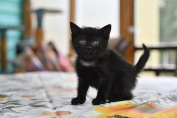 Scott -  Domestic Short Hair Cat for Adoption in Hermitage, Pennsylvania - Scott | PetCurious