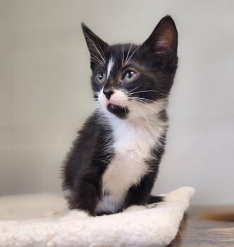 Sir Cedric -  Tuxedo Cat for Adoption in Siloam Springs, Arkansas - Sir Cedric | PetCurious