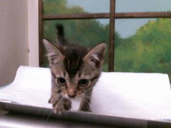 SWEET POTATO -  Domestic Short Hair Cat for Adoption in Houston, Texas - SWEET POTATO | PetCurious