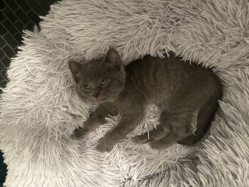 Rescue Domestic Short Hair Cats for Adoption in Chicago, Illinois - Slate | PetCurious