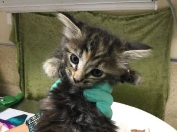 Domestic Short Hair Cats Available for Adoption in Riverside, California - MOZZARELLA | PetCurious