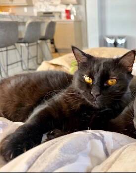 Domestic Long Hair Cats Available for Adoption - Missy | PetCurious