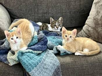 Rescue Tabby Cats for Adoption in Cleveland, Ohio - Rowen | PetCurious