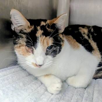 Domestic Short Hair Cats Available for Adoption in Springfield, Illinois - Debbie | PetCurious