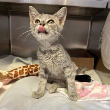 Taki -  Domestic Short Hair Cat for Adoption in Richmond, Virginia - Taki | PetCurious