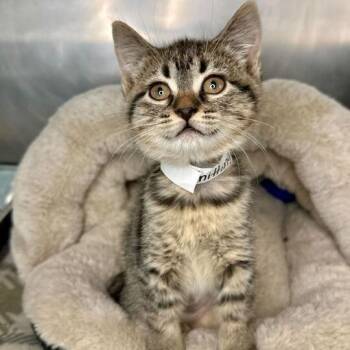 Knitting -  Domestic Short Hair Cat for Adoption in Matteson, Illinois - Knitting | PetCurious