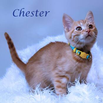 Domestic Short Hair Cats Available for Adoption - Chester C25-327 | PetCurious
