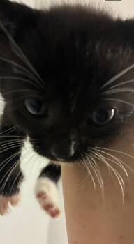 Jax -  Domestic Short Hair Cat for Adoption in East Brunswick, New Jersey - Jax | PetCurious
