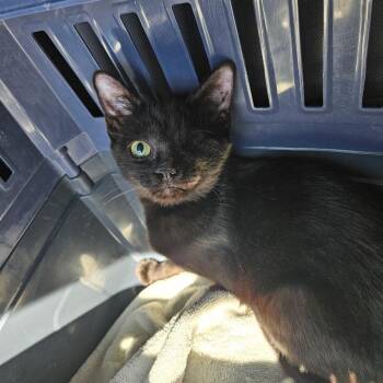 Bing 54309 -  Domestic Short Hair Cat for Adoption in Las Vegas, Nevada - Bing 54309 | PetCurious